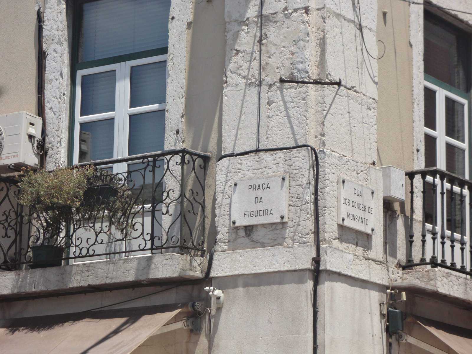 Figueira 0101