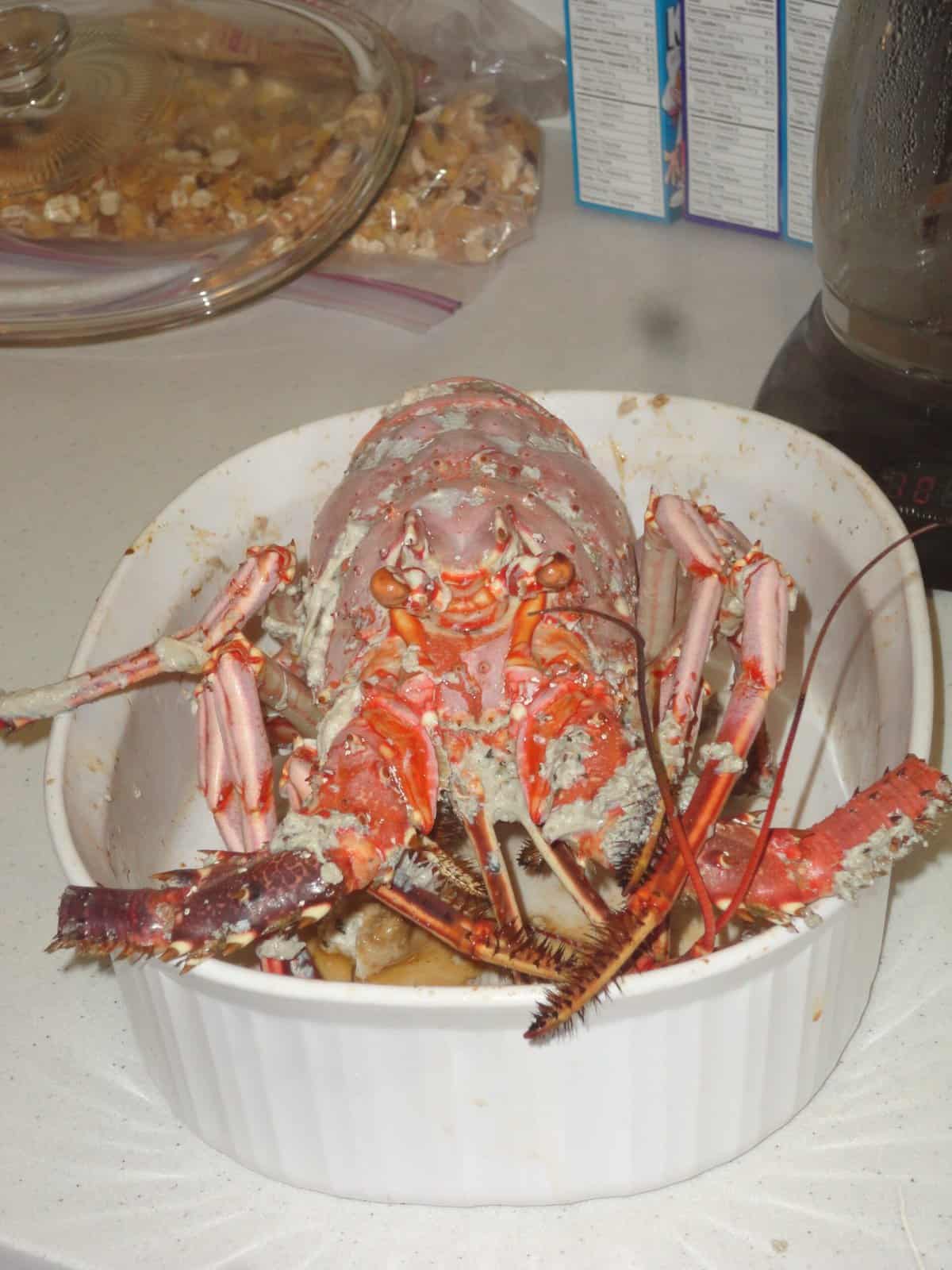 Lobster 0171