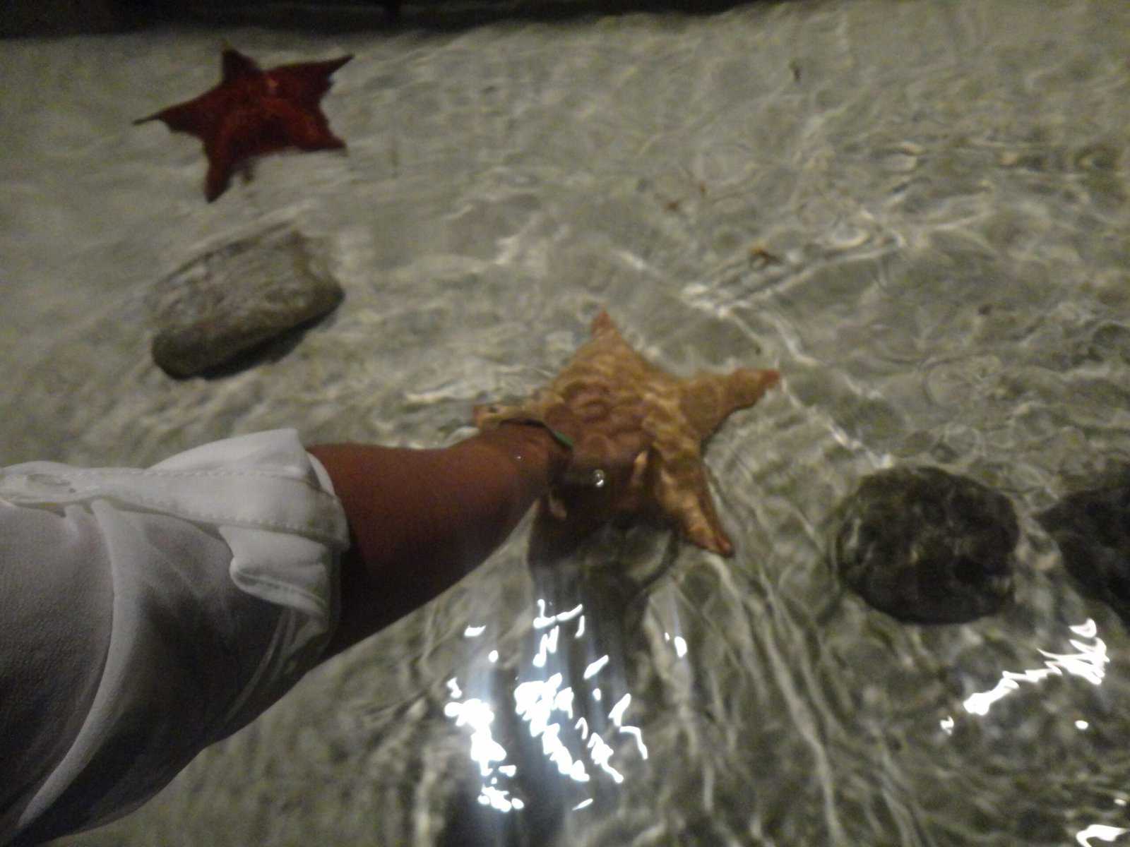 Starfish 062