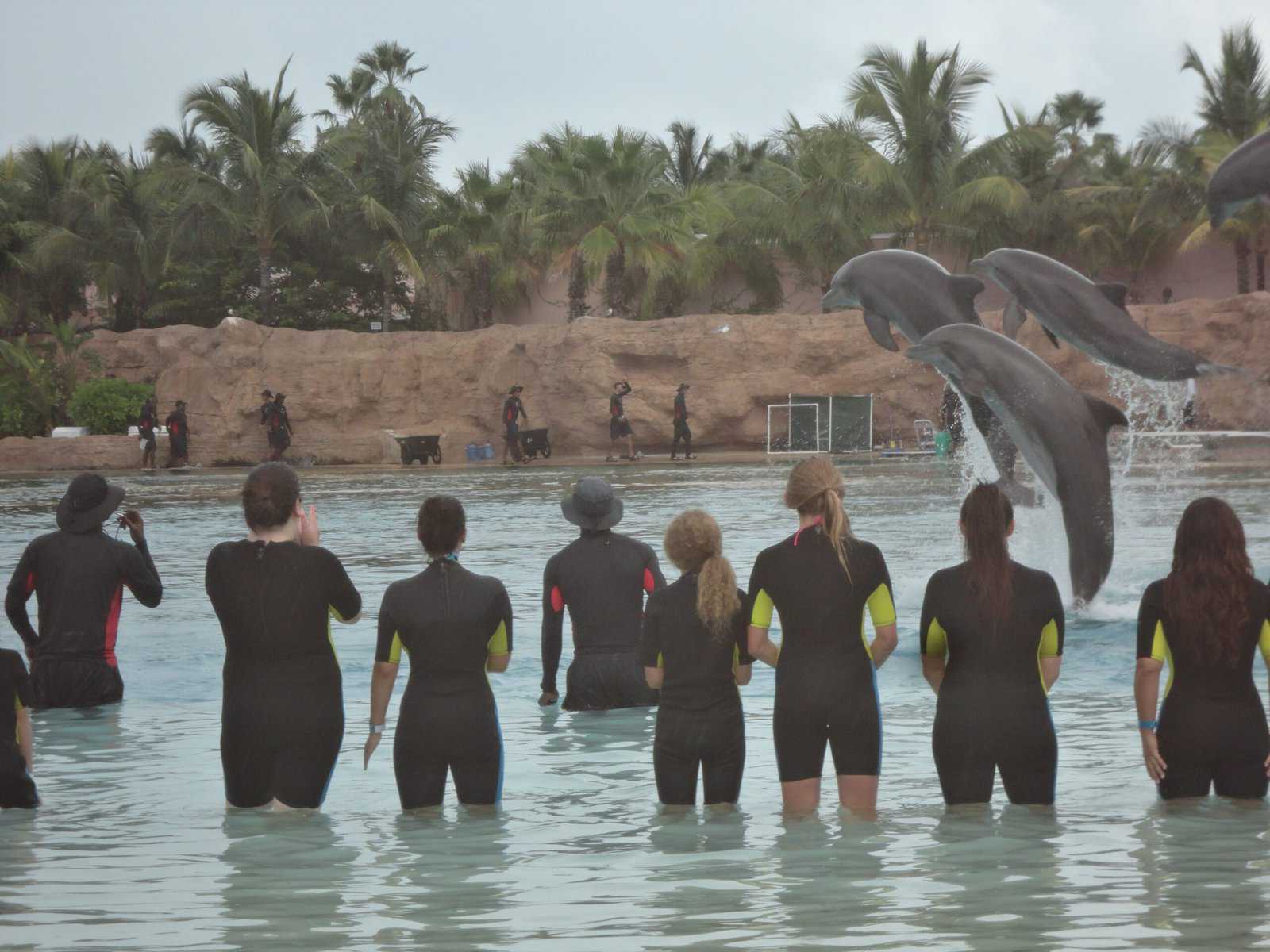 Dolphins 081