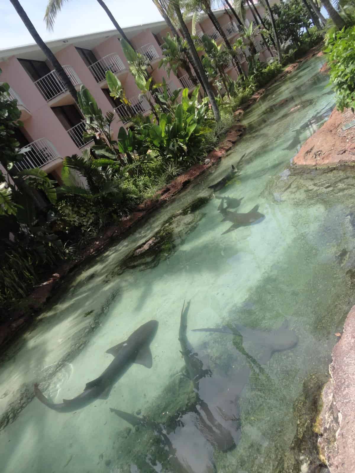 Sharks 096