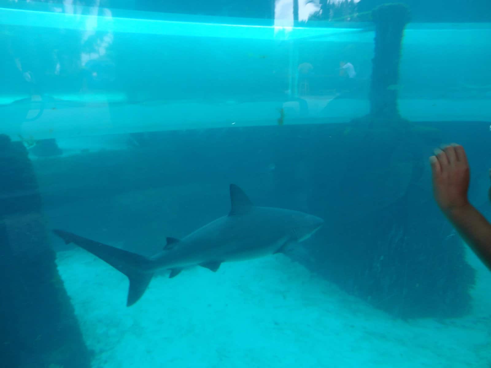Shark Tunnel 106