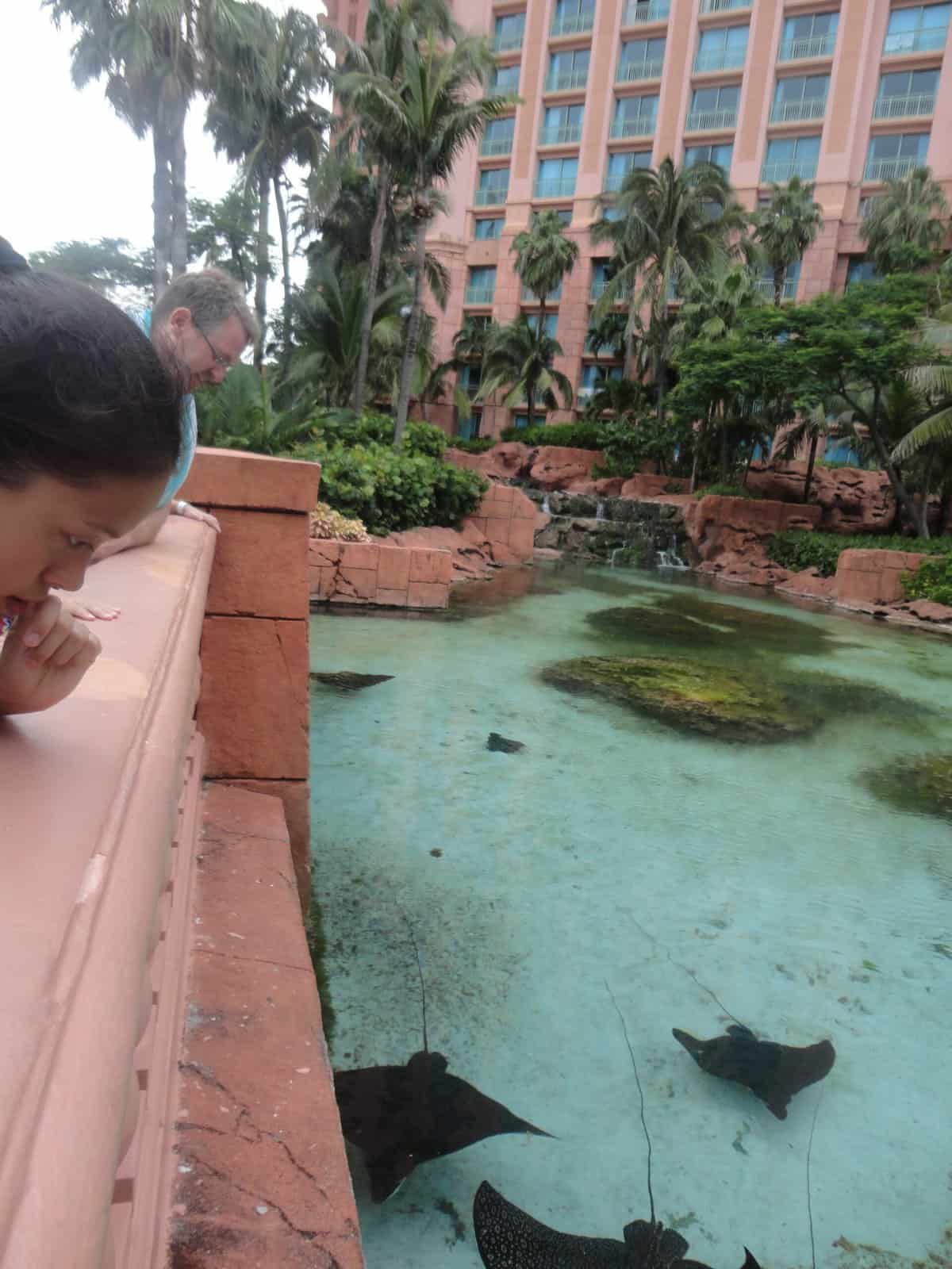 Stingrays 174