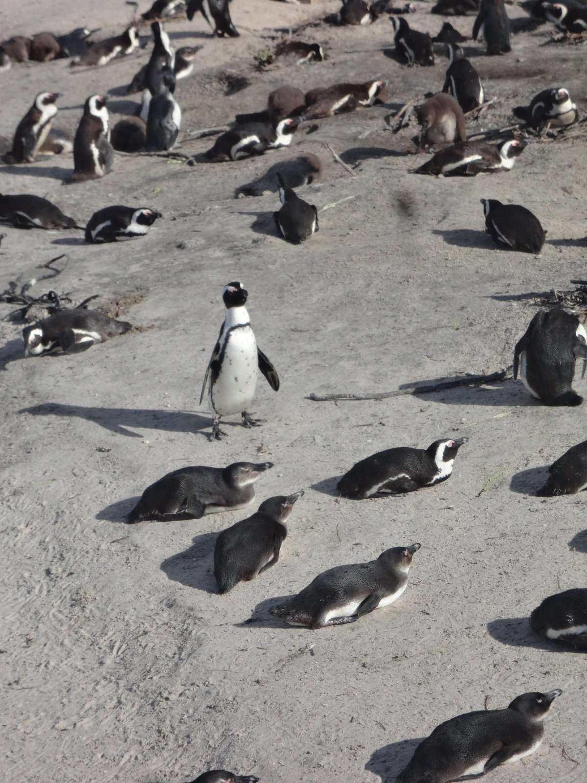 A Weekend in Cape Town, South Africa 10 PENGUINS!