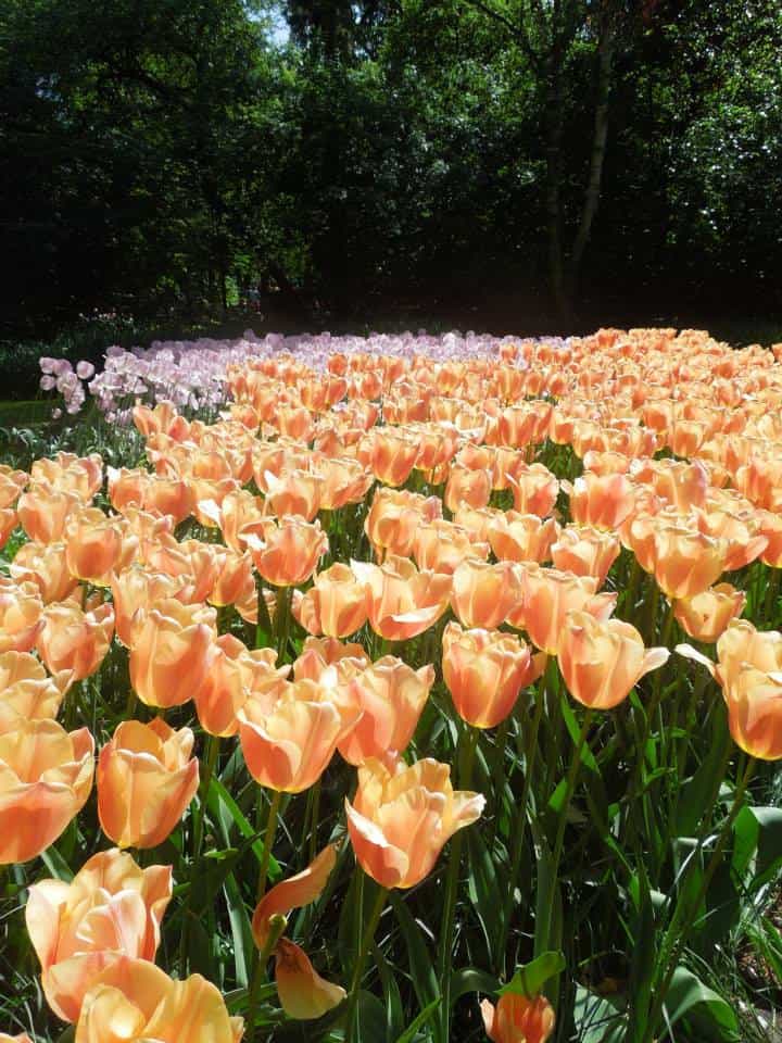 Enjoying Keukenhof in Amsterdam 5 10277055 10152121308328932 8065226577824415536 n