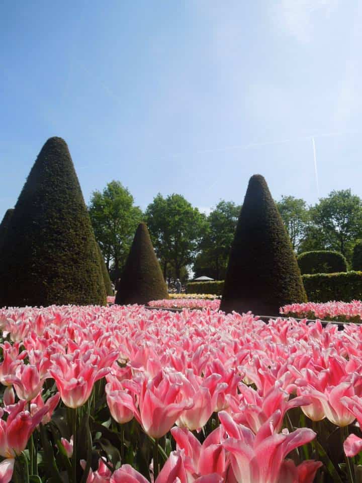 Enjoying Keukenhof in Amsterdam 6 10298951 10152121311268932 5612543739344996918 n