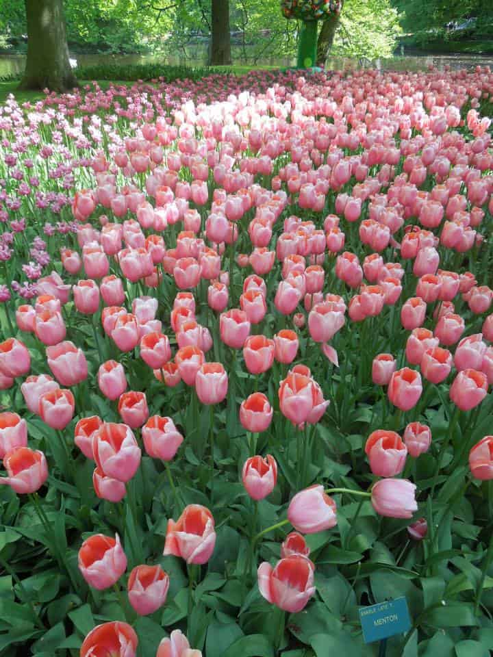 Enjoying Keukenhof in Amsterdam 8 10334456 10152121308783932 1015865092352706815 n