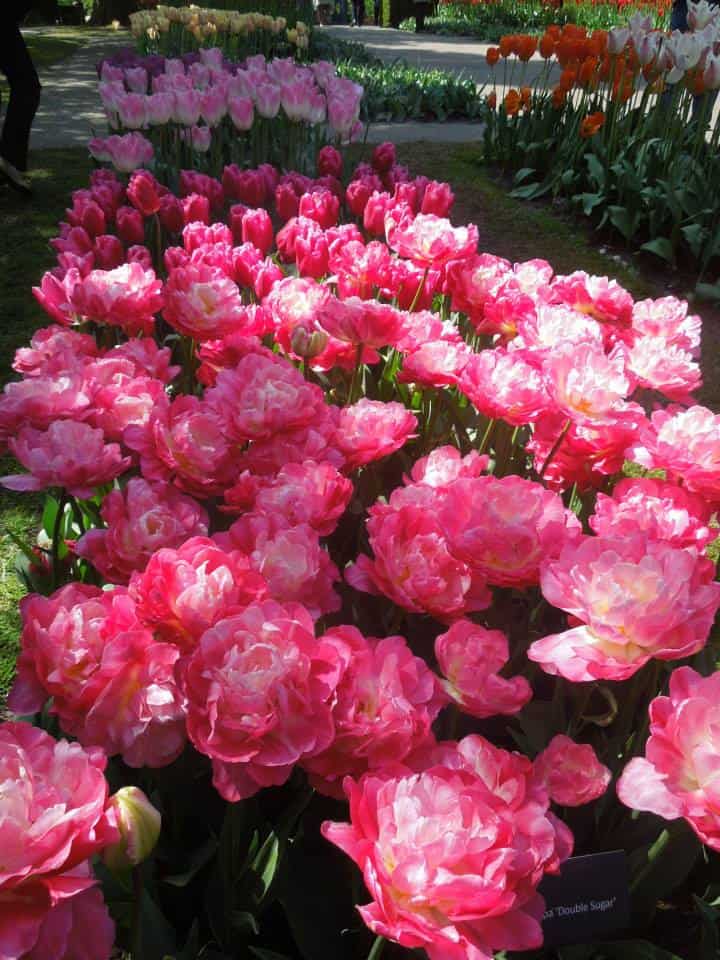 Enjoying Keukenhof in Amsterdam 9 10341852 10152121311893932 3223506182784611143 n
