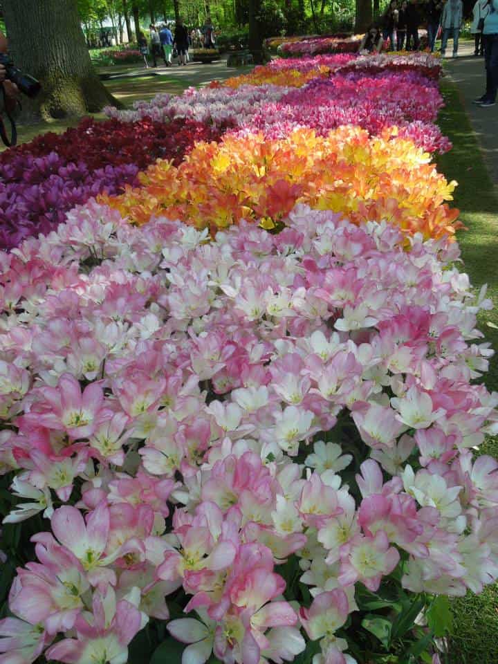 Enjoying Keukenhof in Amsterdam 10 10342834 10152121309098932 8239428017115593343 n