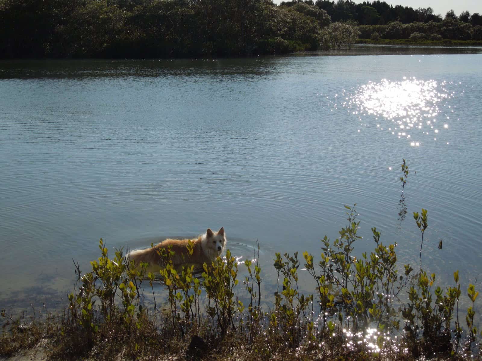 2013: A Year in Review 9 Dog swimming in water in Australia
