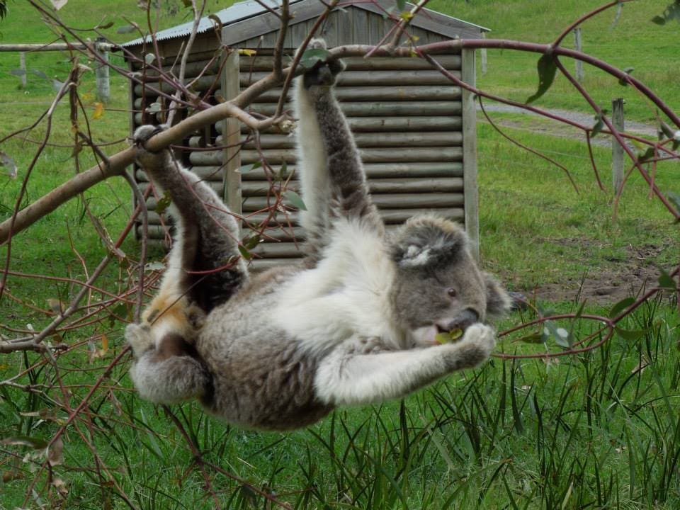 2013: A Year in Review 10 wild koala on the Great Ocean Road in Australia
