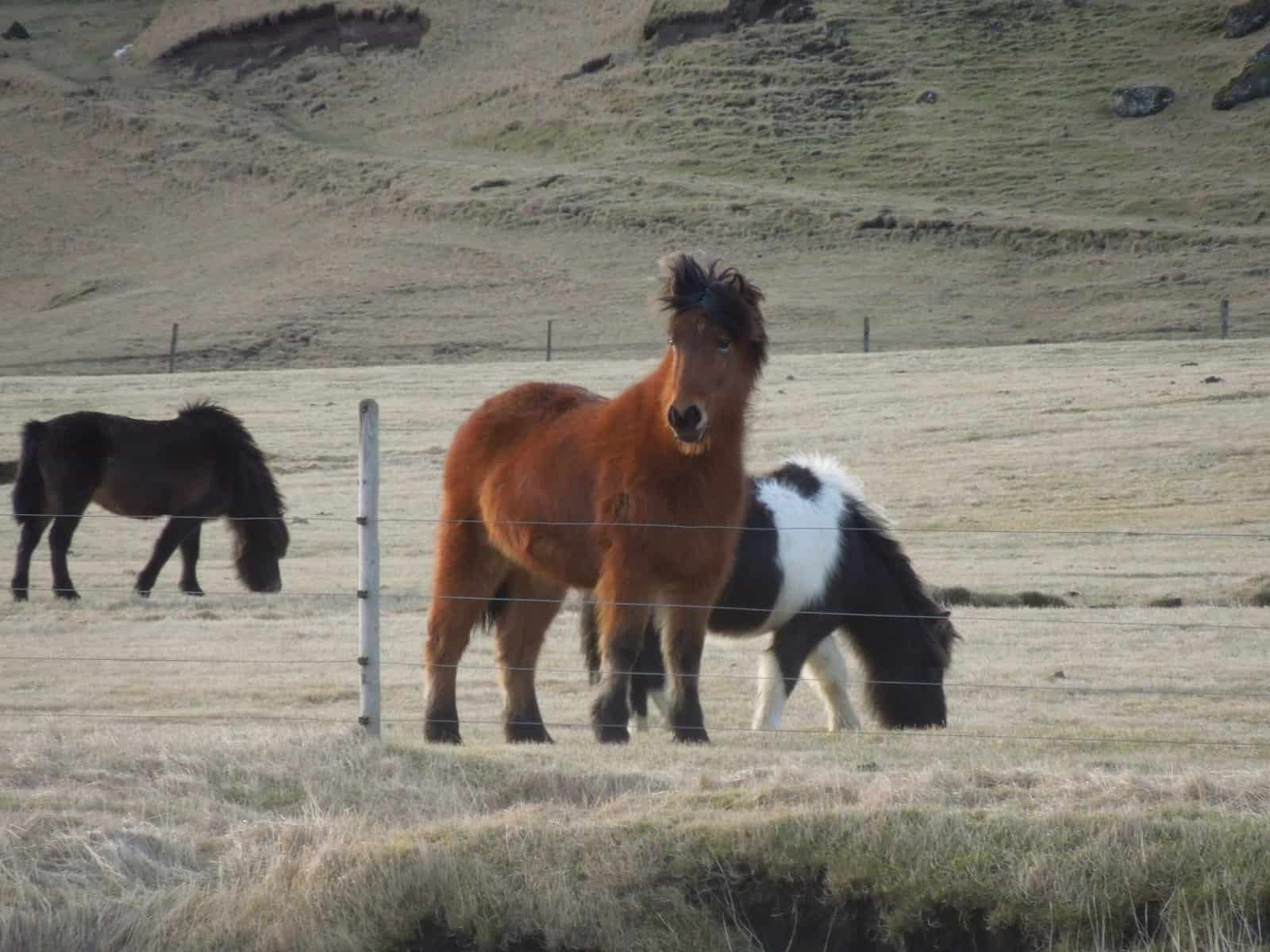 The Last of Iceland's South Coast 2 Icelandic horses