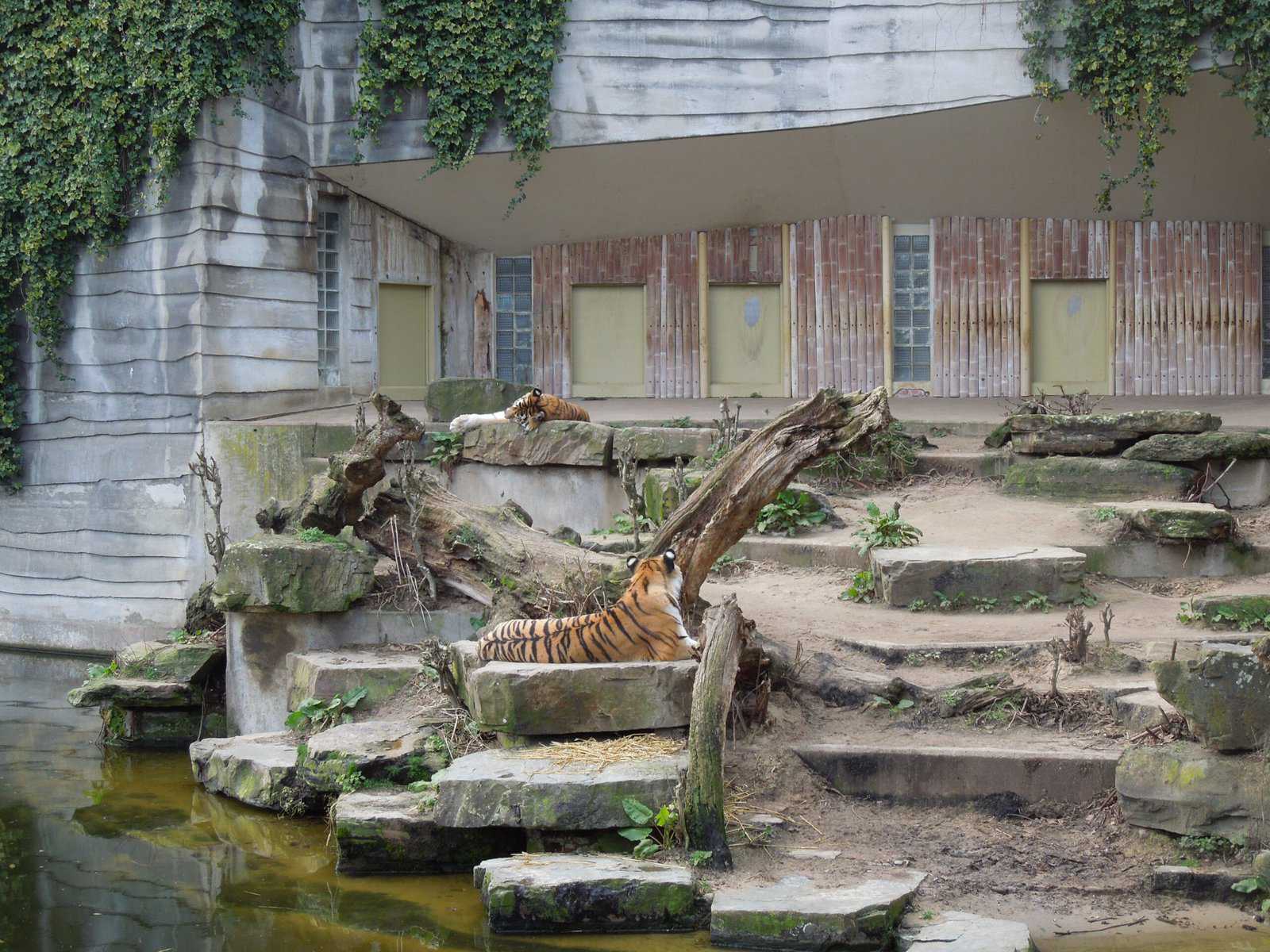 Tigers lounging at the Antwerp Zoo