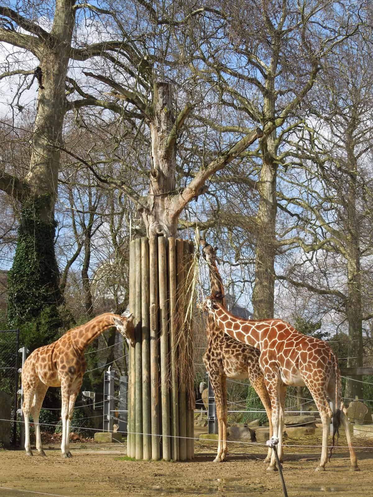 Giraffes eating at Antwerp Zoo