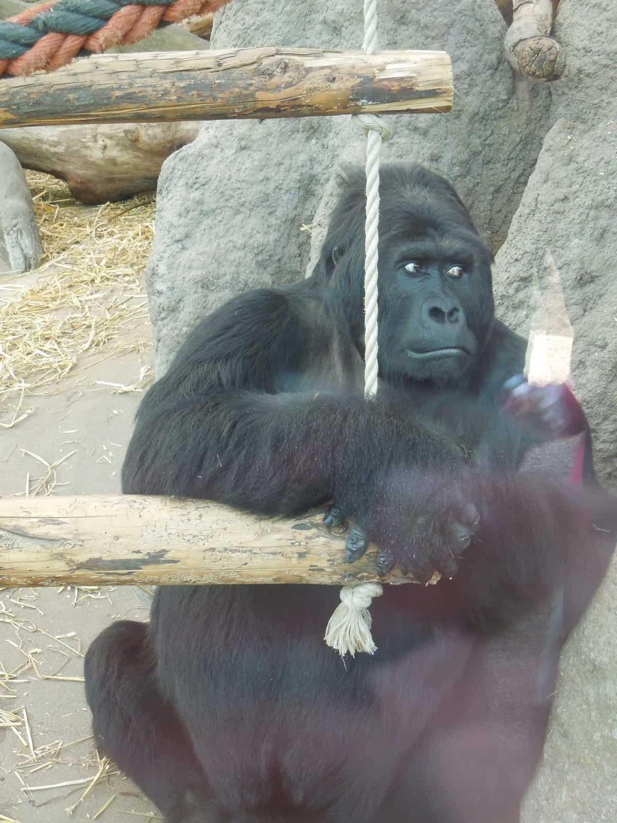 Gorilla at Antwerp Zoo