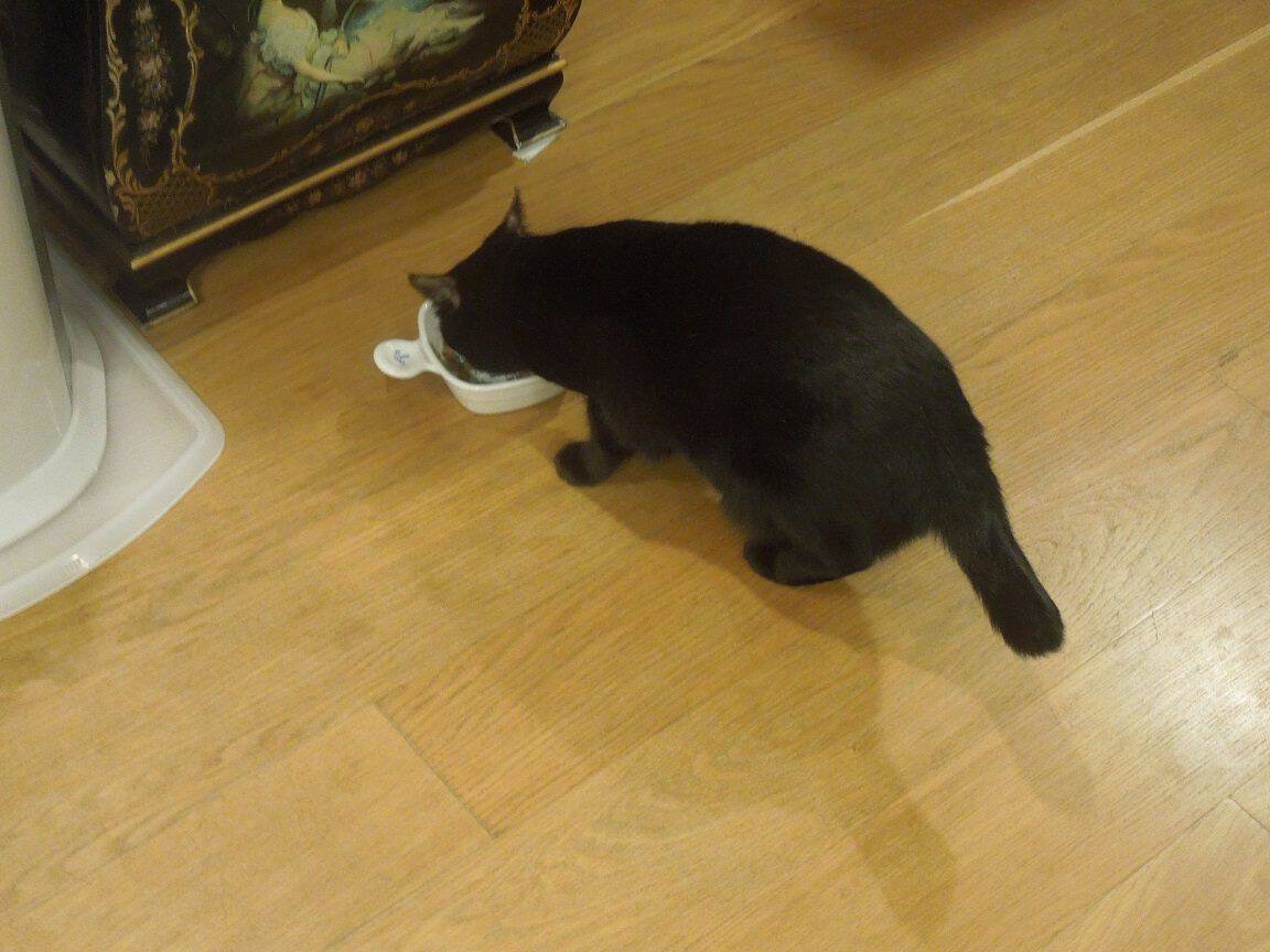 Meet the Kosekis - My Host Family in Japan! 9 Mamei the cat eating out of her bowl