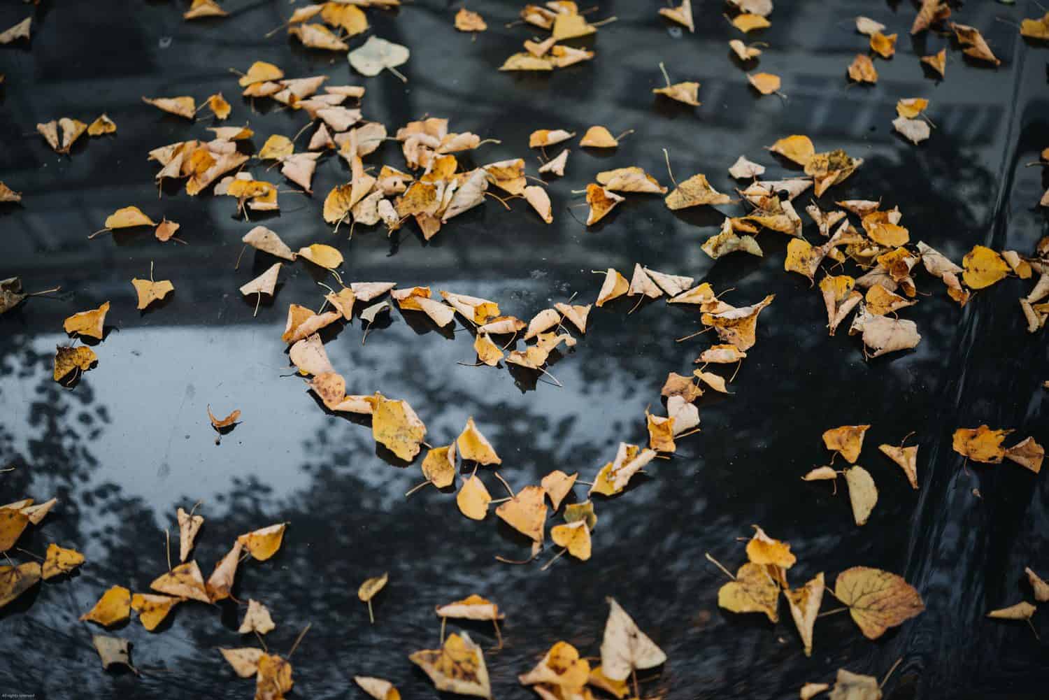 Notes on Love and Loss