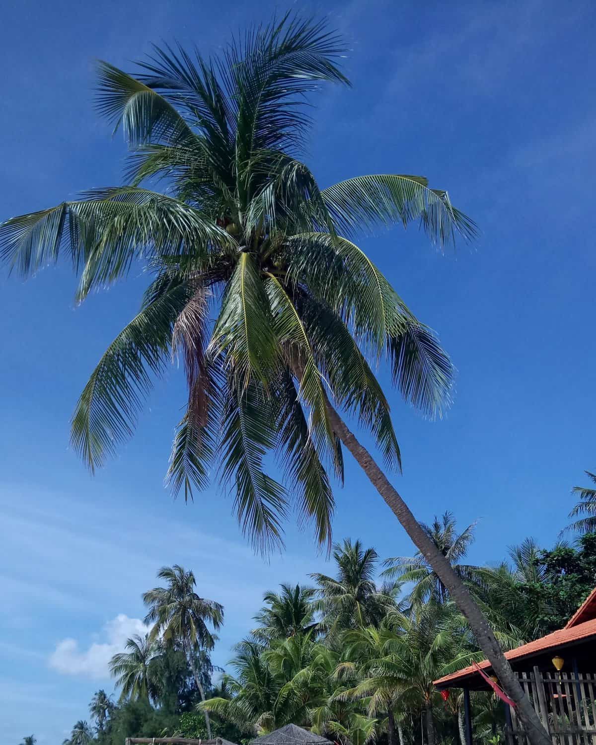 palm tree on Phu Quoc Island, Vietnam