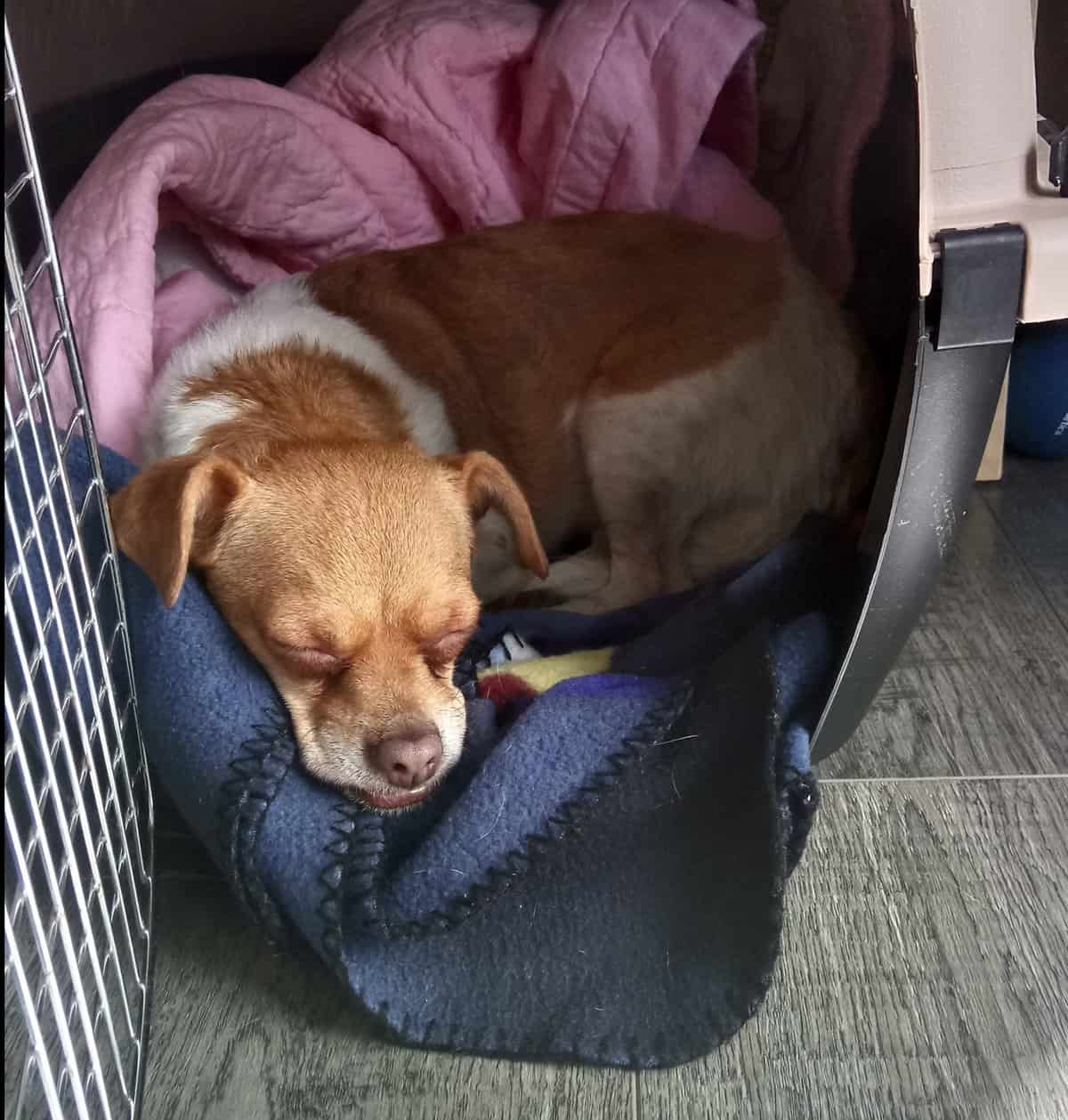 Welcome Home to our Rescue Dog, Ellie!
