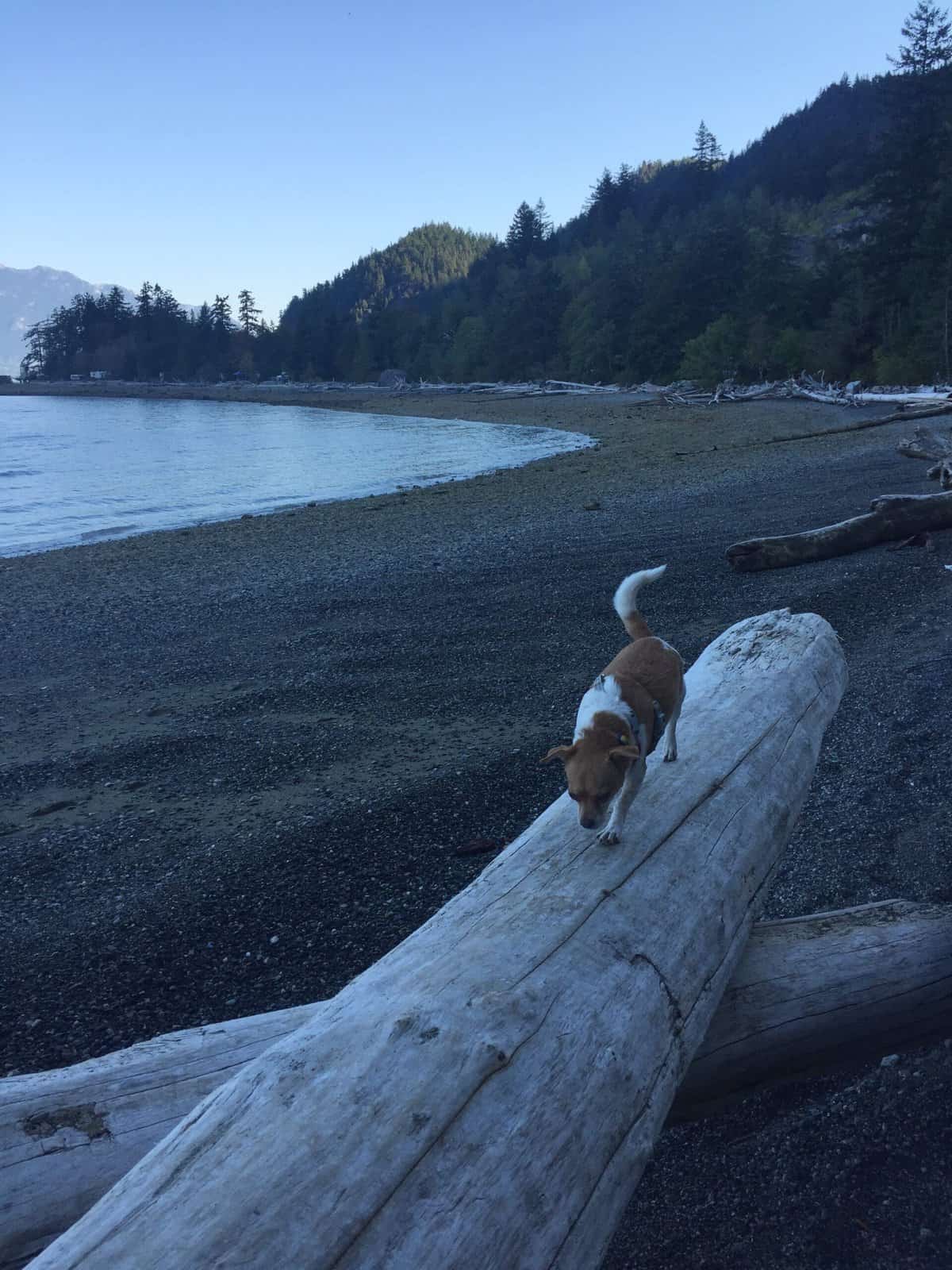 Dog walking on log at Porteau Cove Beach in British Columbia