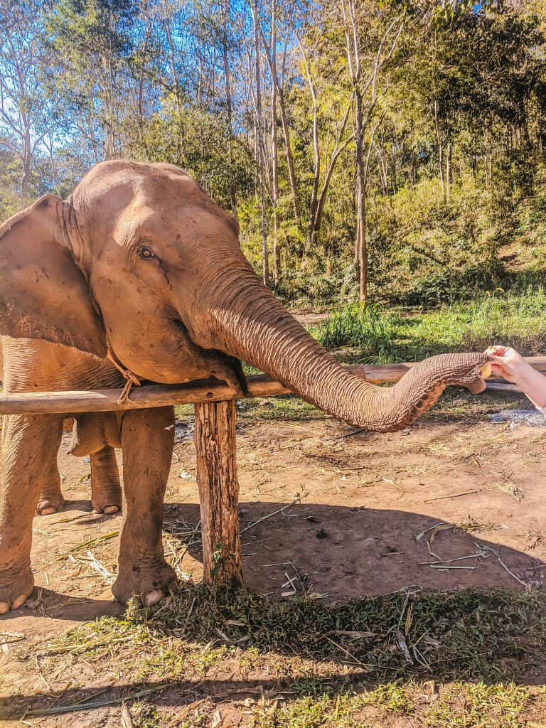 My Time with Elephants in Chiang Mai 8 IMG 20190206 095708