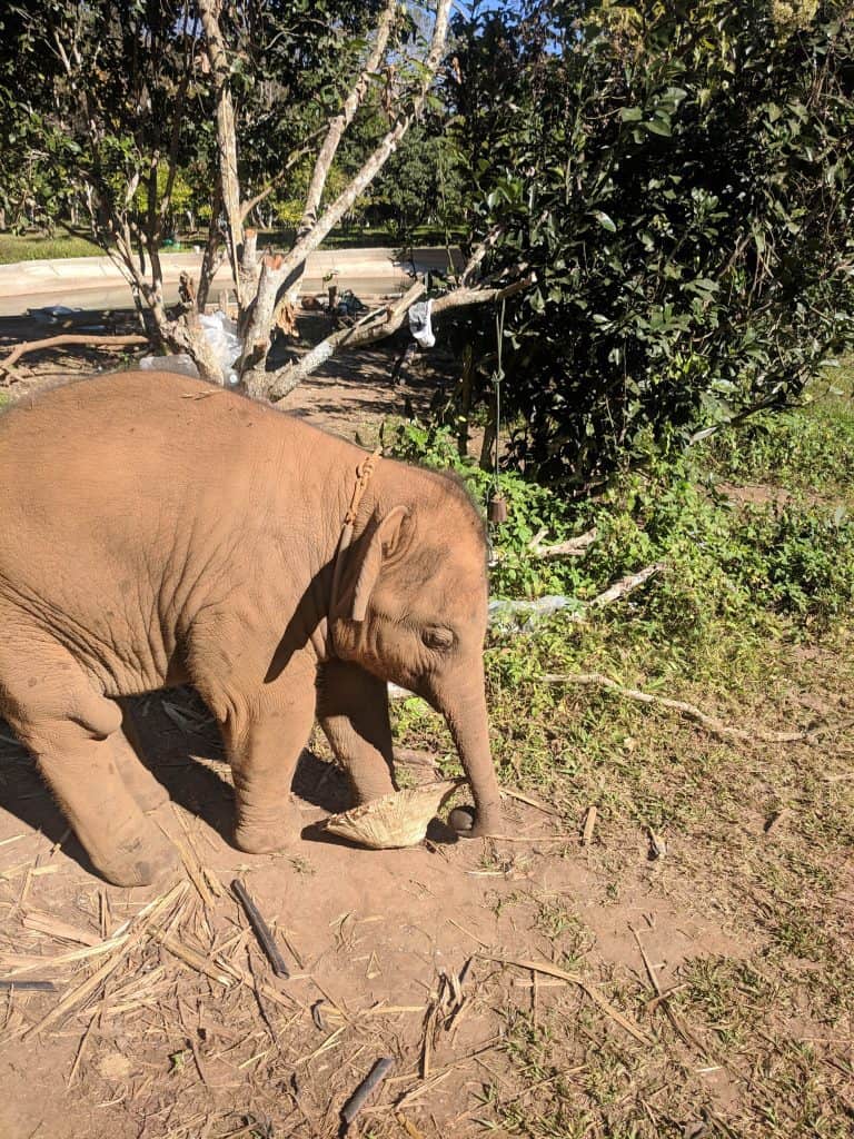 My Time with Elephants in Chiang Mai 11 IMG 20190206 100503
