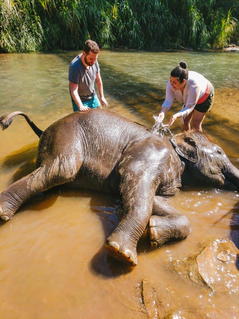 My Time with Elephants in Chiang Mai 12 IMG 20190206 104709