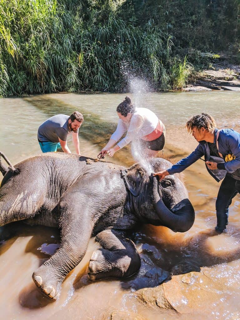 My Time with Elephants in Chiang Mai 13 IMG 20190206 104733