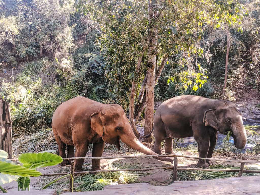 My Time with Elephants in Chiang Mai 16 IMG 20190207 103127