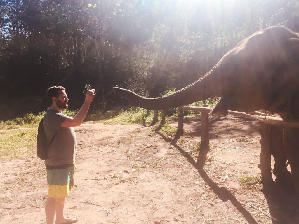My Time with Elephants in Chiang Mai 7 IMG 4506 1