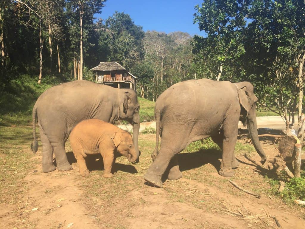 My Time with Elephants in Chiang Mai 9 IMG 4527