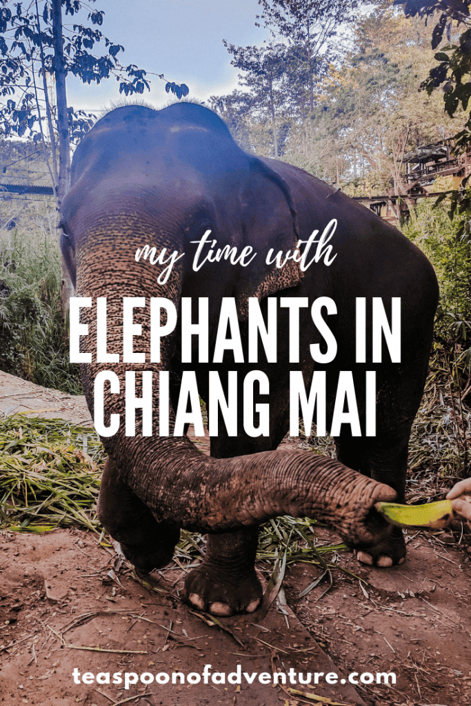 My Time with Elephants in Chiang Mai 2 Hanging out with elephants in Chiang Mai is a Thailand bucket list item. But what is the experience really like? #travel #thailand