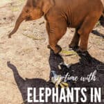 My Time with Elephants in Chiang Mai 6 Hanging out with elephants in Chiang Mai is a Thailand bucket list item. But what is the experience really like? #travel #thailand