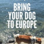 Everything you need to know to travel with your dog to Europe! #travel #traveltips #pettravel #dogs