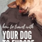 Everything you need to know to travel with your dog to Europe! #travel #traveltips #pettravel #dogs