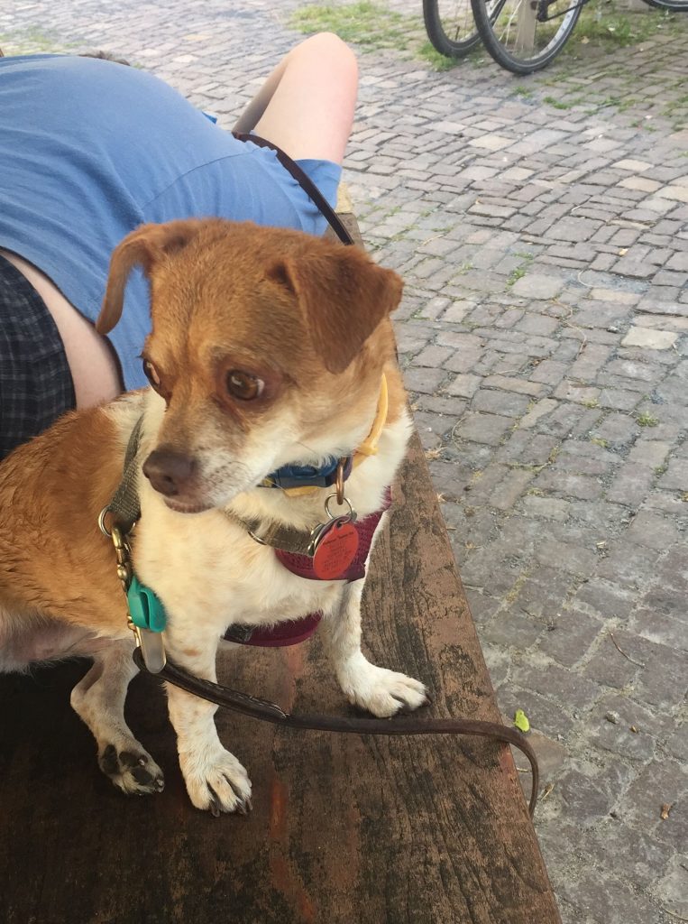 The Pros & Cons of Travel with a Dog 9 3F420395 DF49 4FA9 BA98 7AEE91BDDC85 e1563963421580