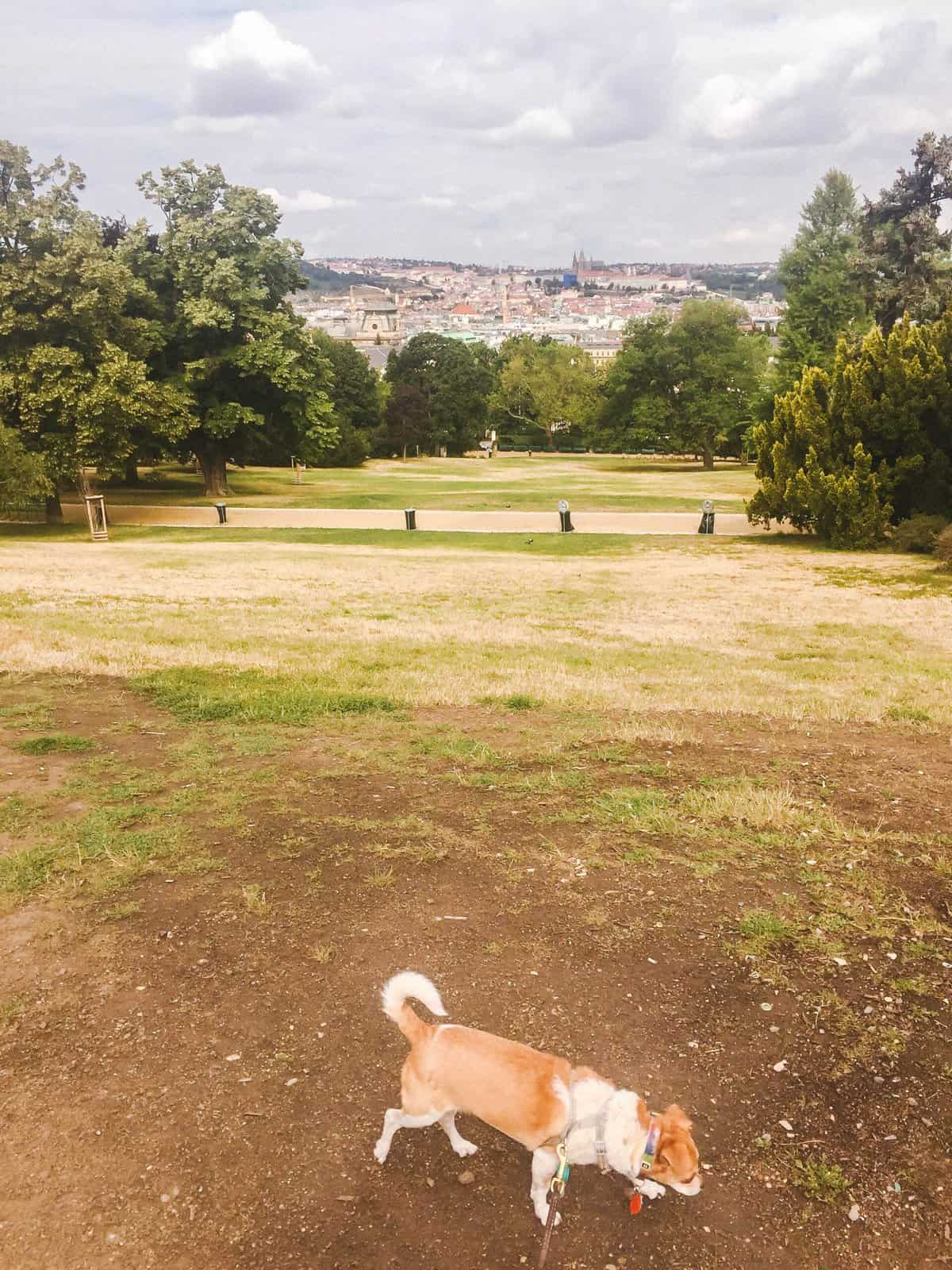 8 Things I Miss About Living in Prague 7 The view from the top of Riegrovy Sady park in Prague overlooking the old town and Prague Castle in the distance. Our dog, Ellie, is sniffing grass in the foreground.