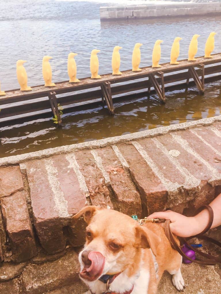 The Pros & Cons of Travel with a Dog 4 Prague with a dog