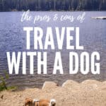 The Pros & Cons of Travel with a Dog 2 Should you travel with a dog? Check out these pros and cons before you start travelling with your dog! #travel #traveltips #dogtravel #dogtraveltips