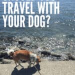 The Pros & Cons of Travel with a Dog 13 Should you travel with a dog? Check out these pros and cons before you start travelling with your dog! #travel #traveltips #dogtravel #dogtraveltips