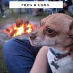 The Pros & Cons of Travel with a Dog 14 Should you travel with a dog? Check out these pros and cons before you start travelling with your dog! #travel #traveltips #dogtravel #dogtraveltips