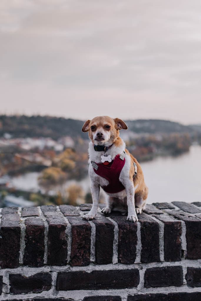 Our Family Photos in Prague 12 Ellie at Vysehrad