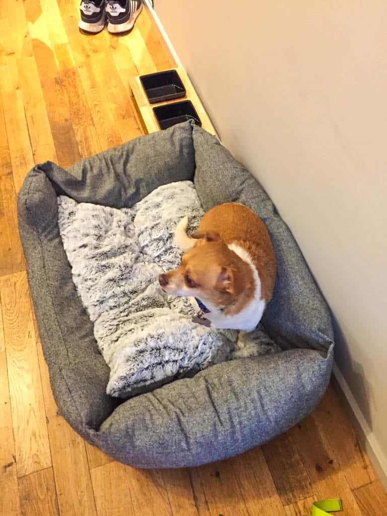 BOLD Hotel Munich dog bed