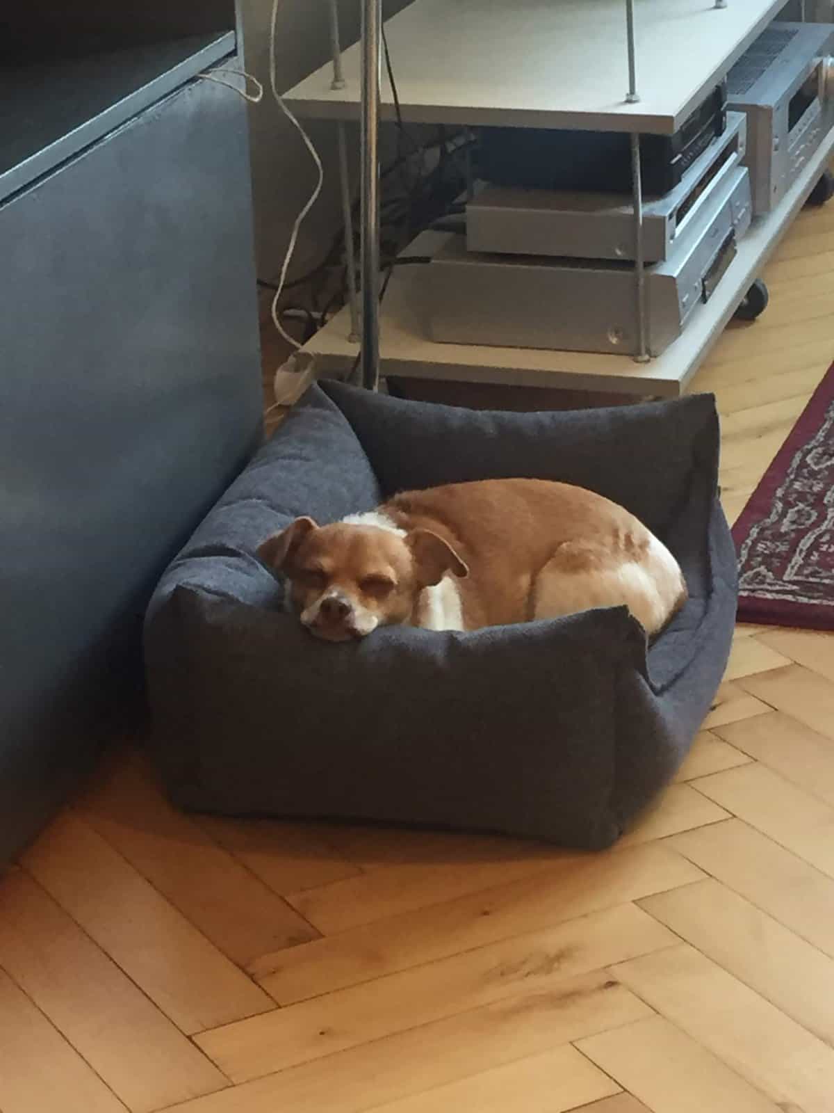 Ellie in her dog bed