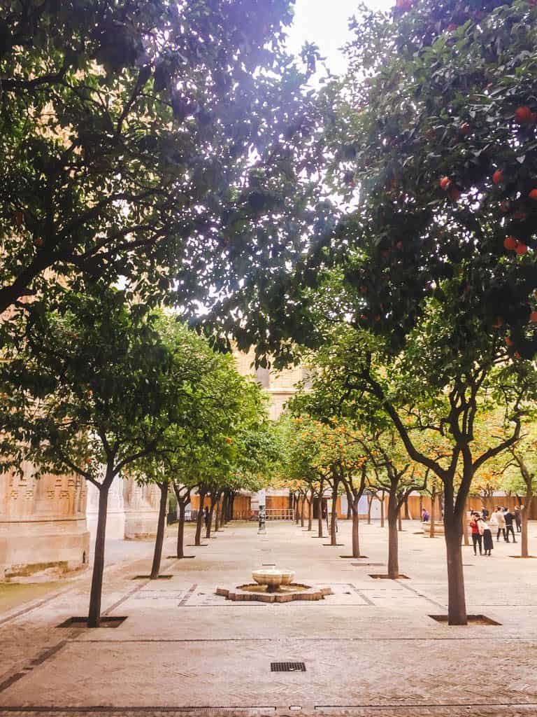 Falling in Love with Seville 10 Orange grove at the Seville Cathedral
