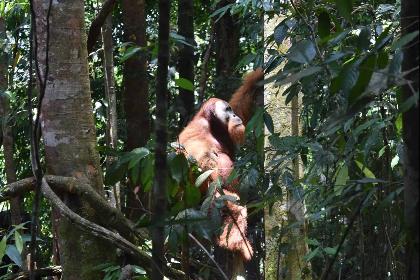 Traveller of the Month: Rachel from The Historic Traveller 5 Rachel orangutans