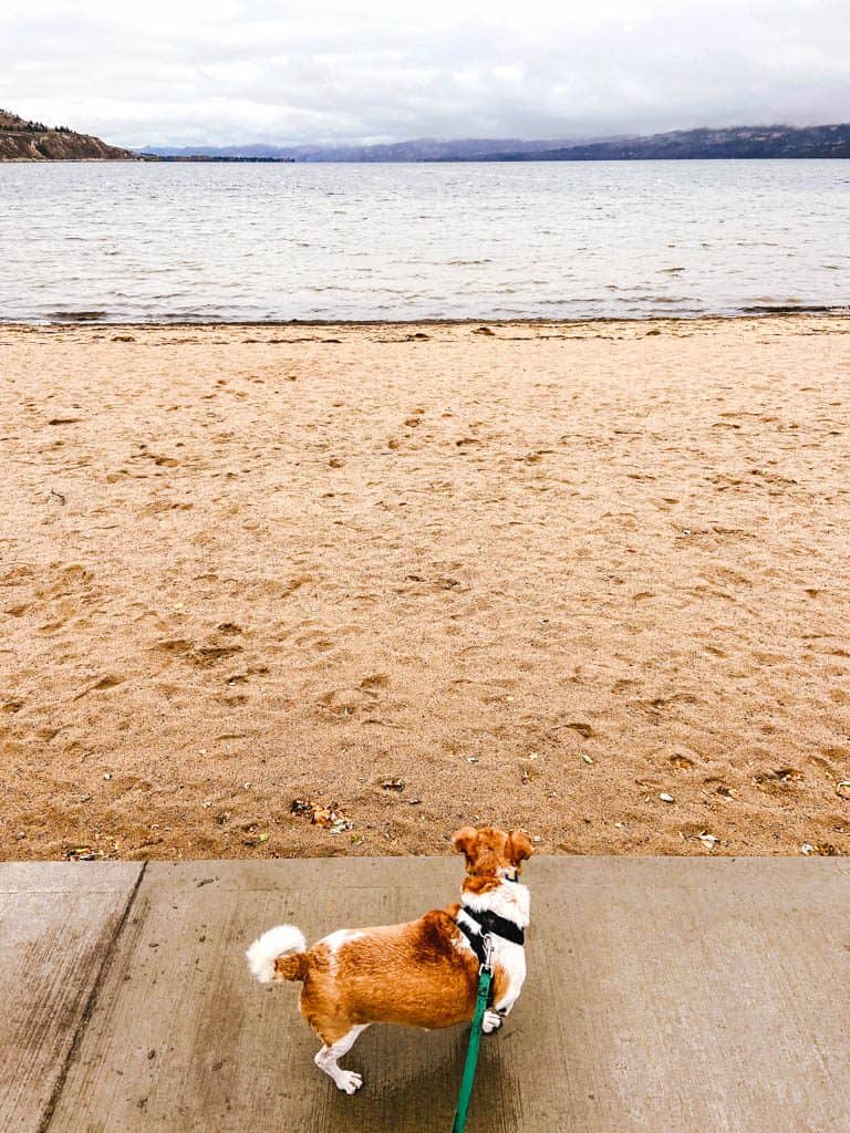 Our dog on Okanagan Beach, Penticton