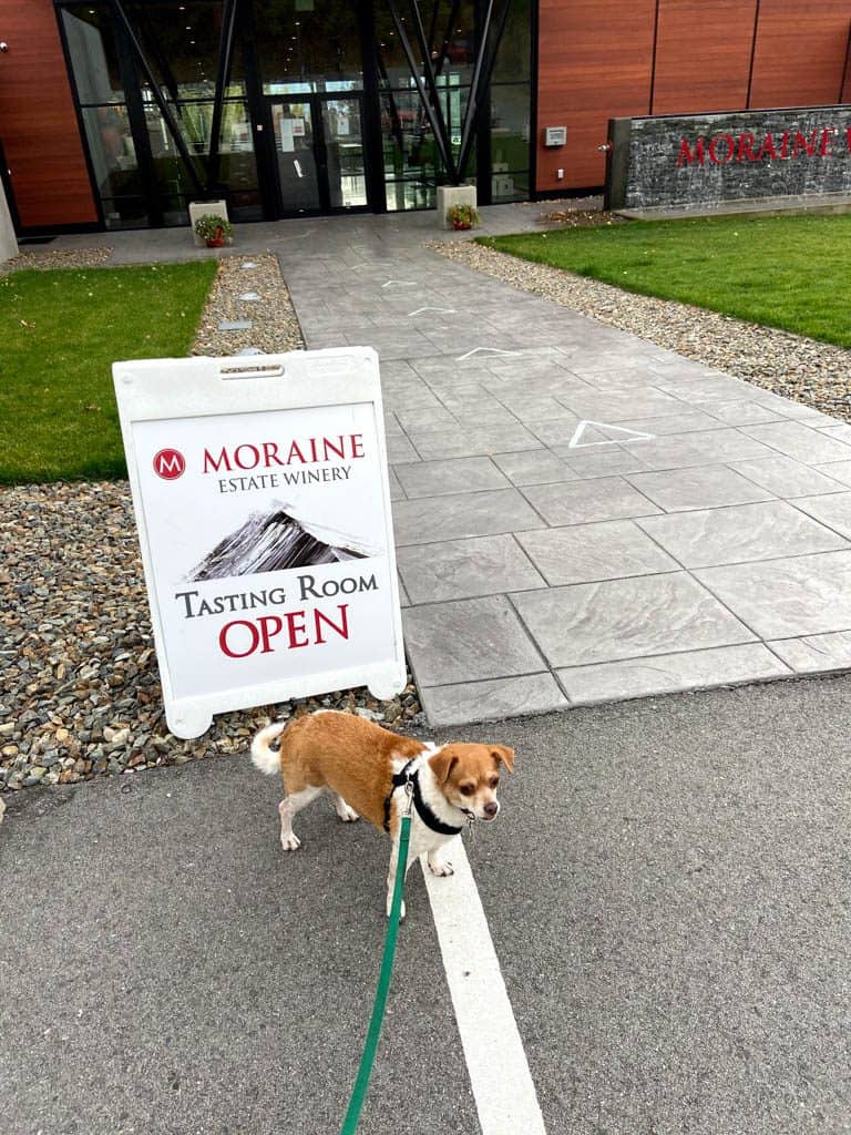 Bringing our dog, Ellie, to Moraine Estate Winery, Penticton, BC