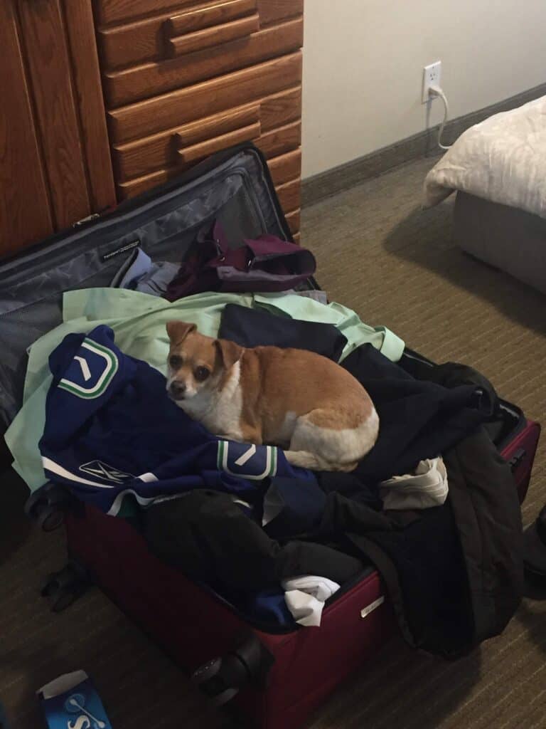 Ellie sitting in luggage