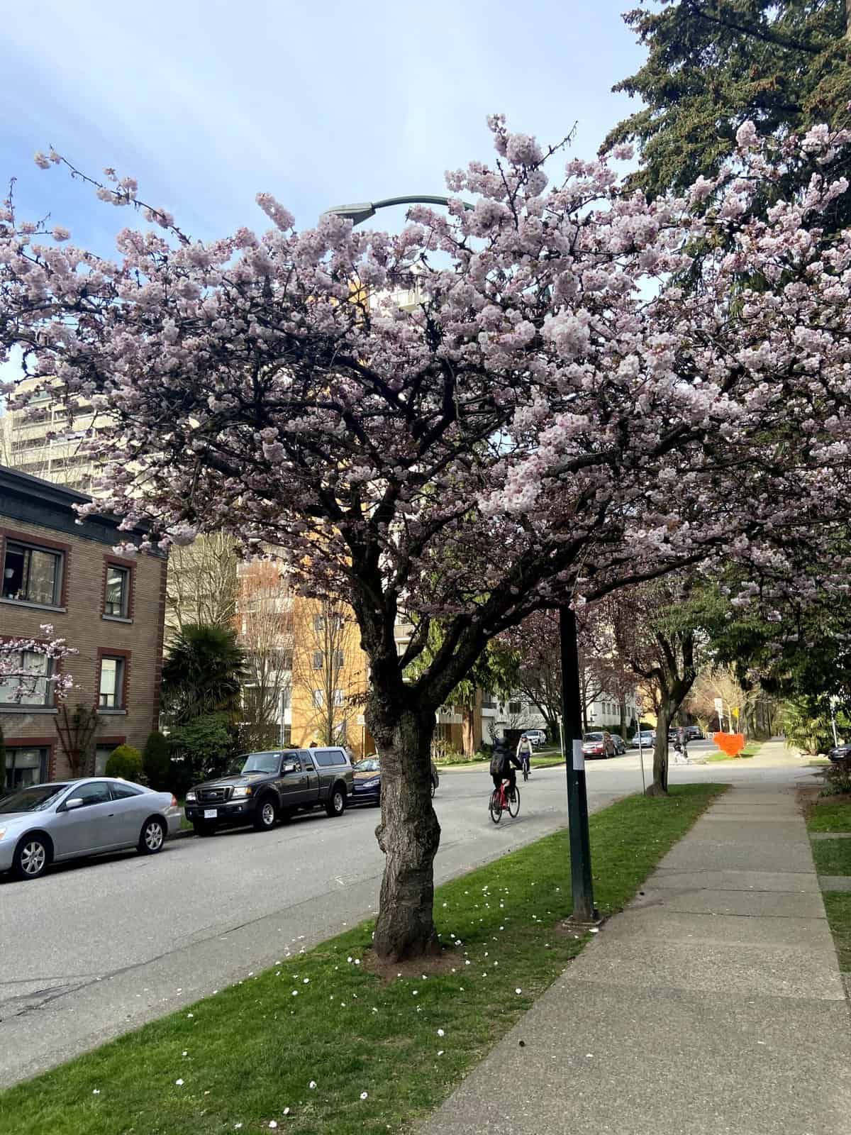 Owning vs Renting: 8 Mistakes We Made as Homeowners 13 cherry blossom tree in vancouver